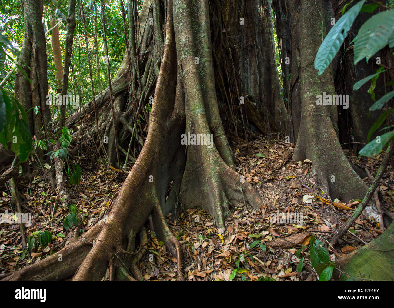 Racines d'un contrefort strangler fig en forêt tropicale humide, Danum Valley, Sabah, Malaisie Banque D'Images
