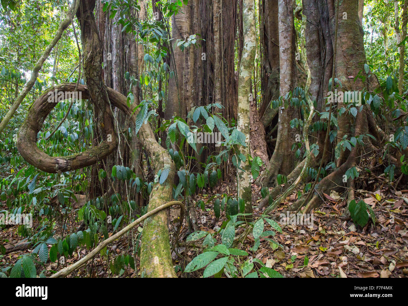 Les vignes et les racines d'un contrefort strangler fig en forêt tropicale humide, Danum Valley, Sabah, Malaisie Banque D'Images