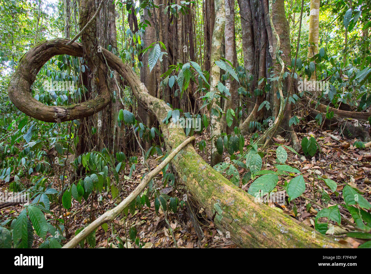 Les vignes et les racines d'un contrefort strangler fig en forêt tropicale humide, Danum Valley, Sabah, Malaisie Banque D'Images