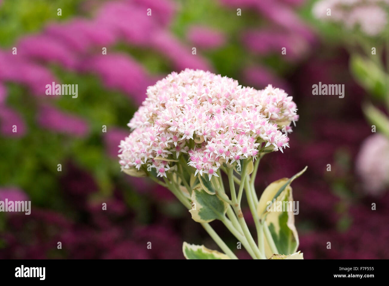 Hylotelephium 'Frosty Morn'. Sedum erythrostictum 'Frosty Morn' dans le jardin. Banque D'Images