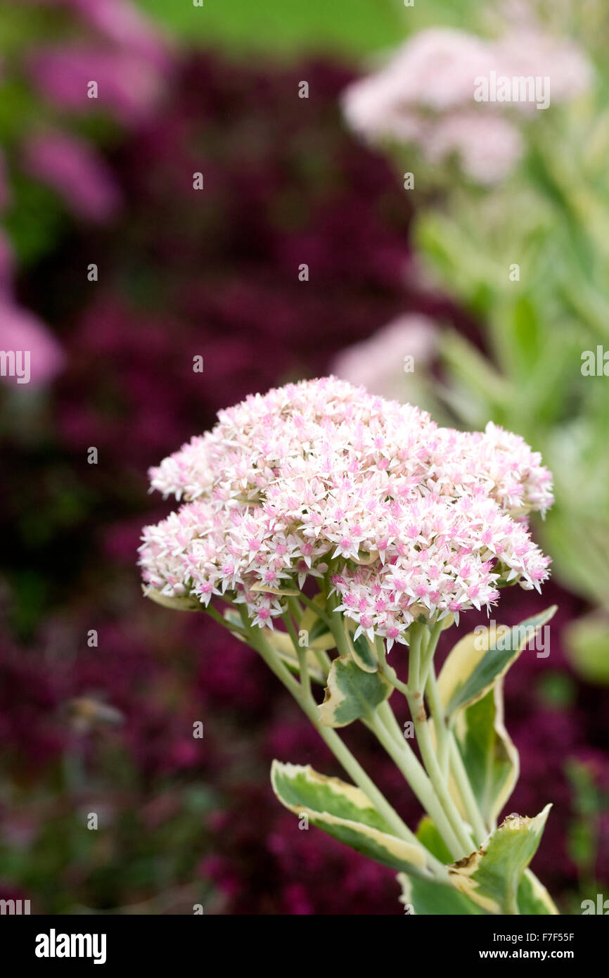 Hylotelephium 'Frosty Morn'. Sedum erythrostictum 'Frosty Morn' dans le jardin. Banque D'Images