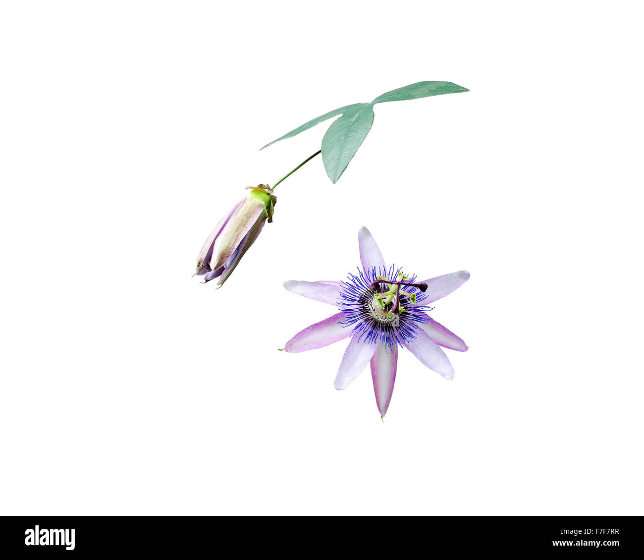 Fleur de la Passion Passiflora libre de pétales et pistils isolé sur blanc. Banque D'Images