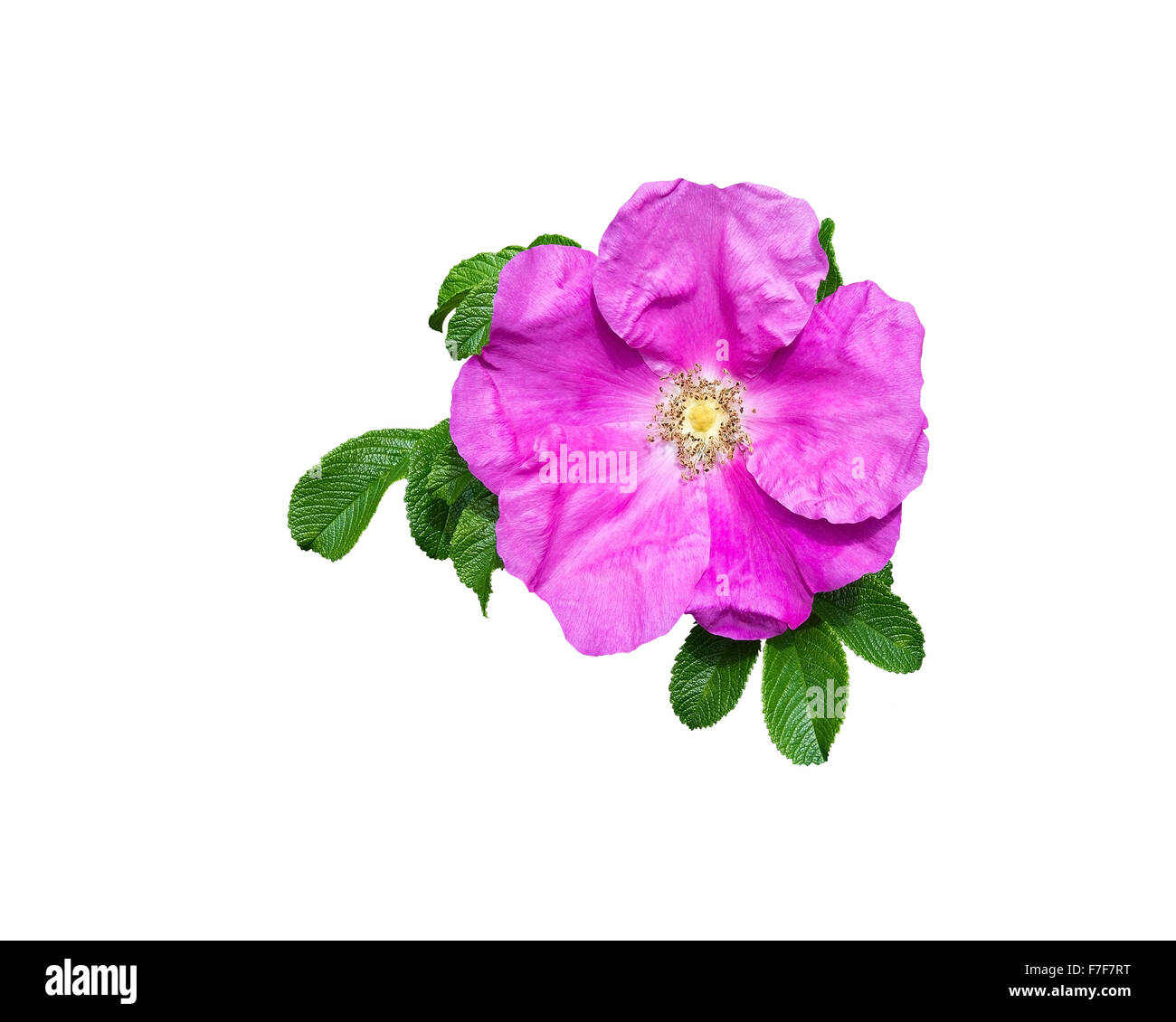 Rock rose rose libre avec pistils, pétales et feuilles vert isolé sur blanc. Banque D'Images