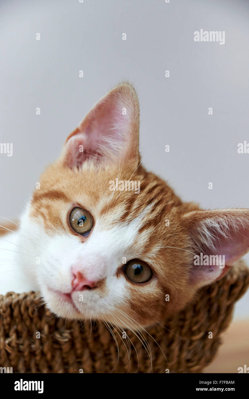 Angus, un mignon chaton blanc et gingembre dans un panier Banque D'Images