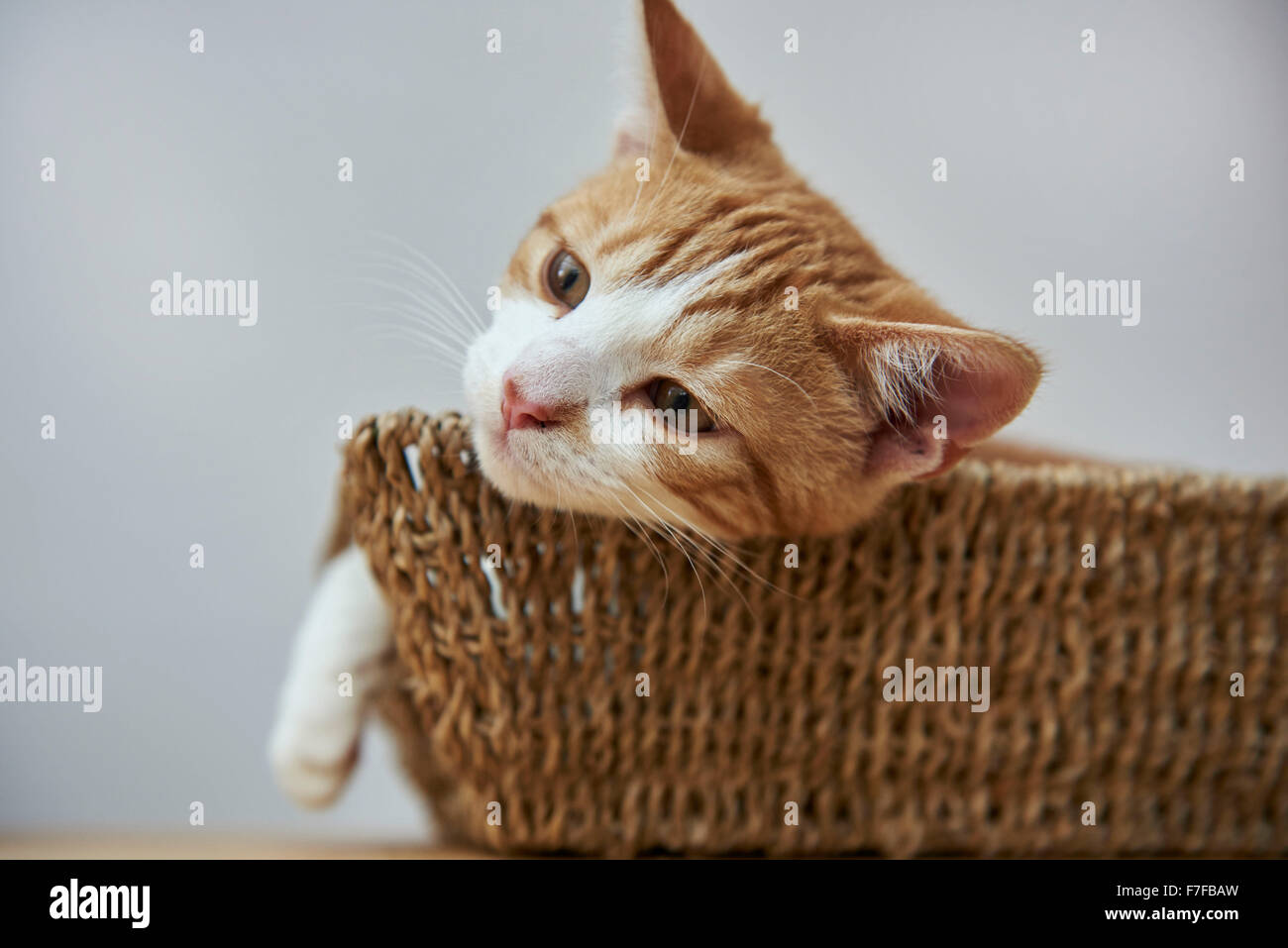 Angus, un mignon chaton blanc et gingembre dans un panier Banque D'Images