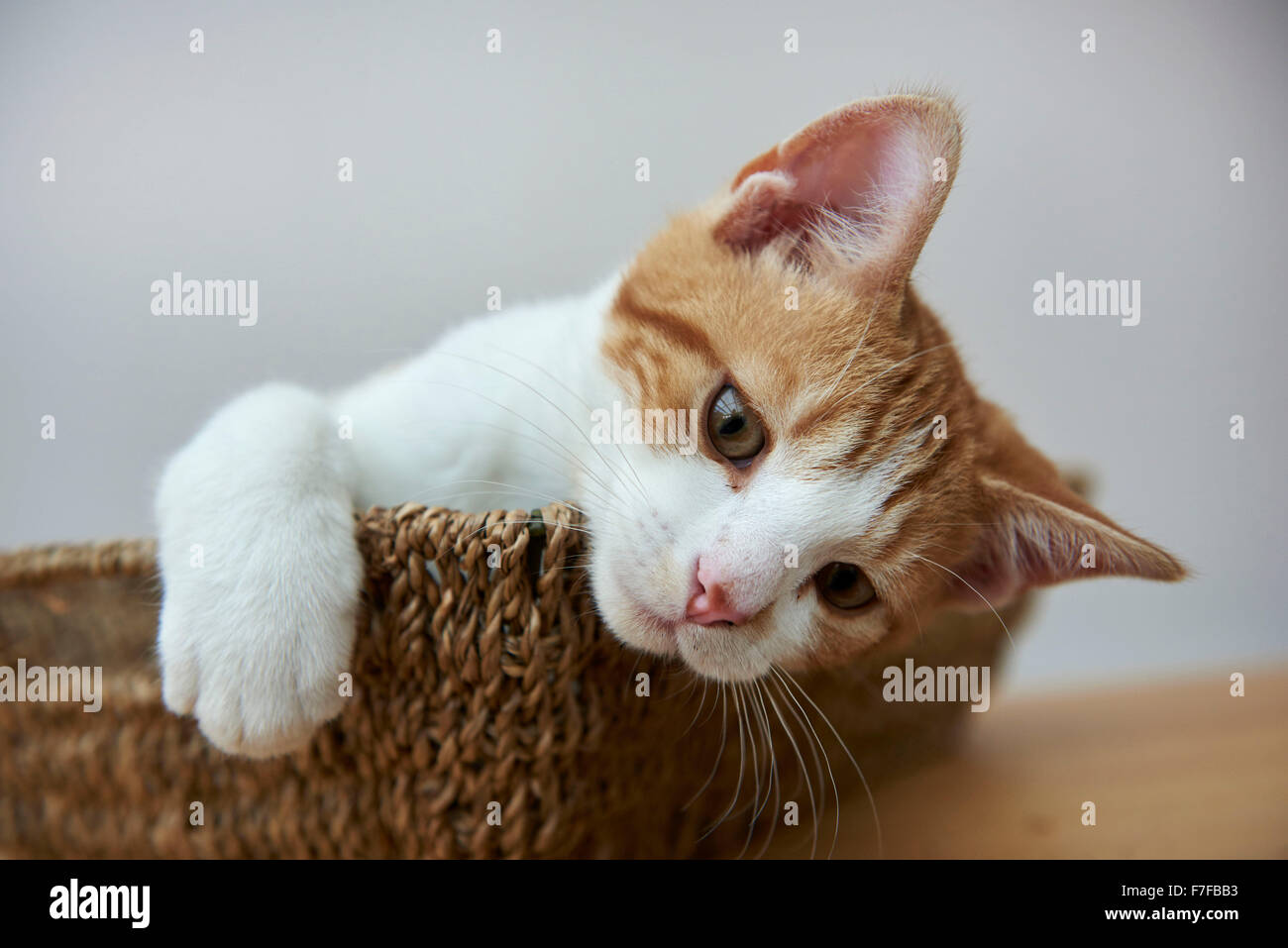 Angus, un mignon chaton blanc et gingembre dans un panier Banque D'Images