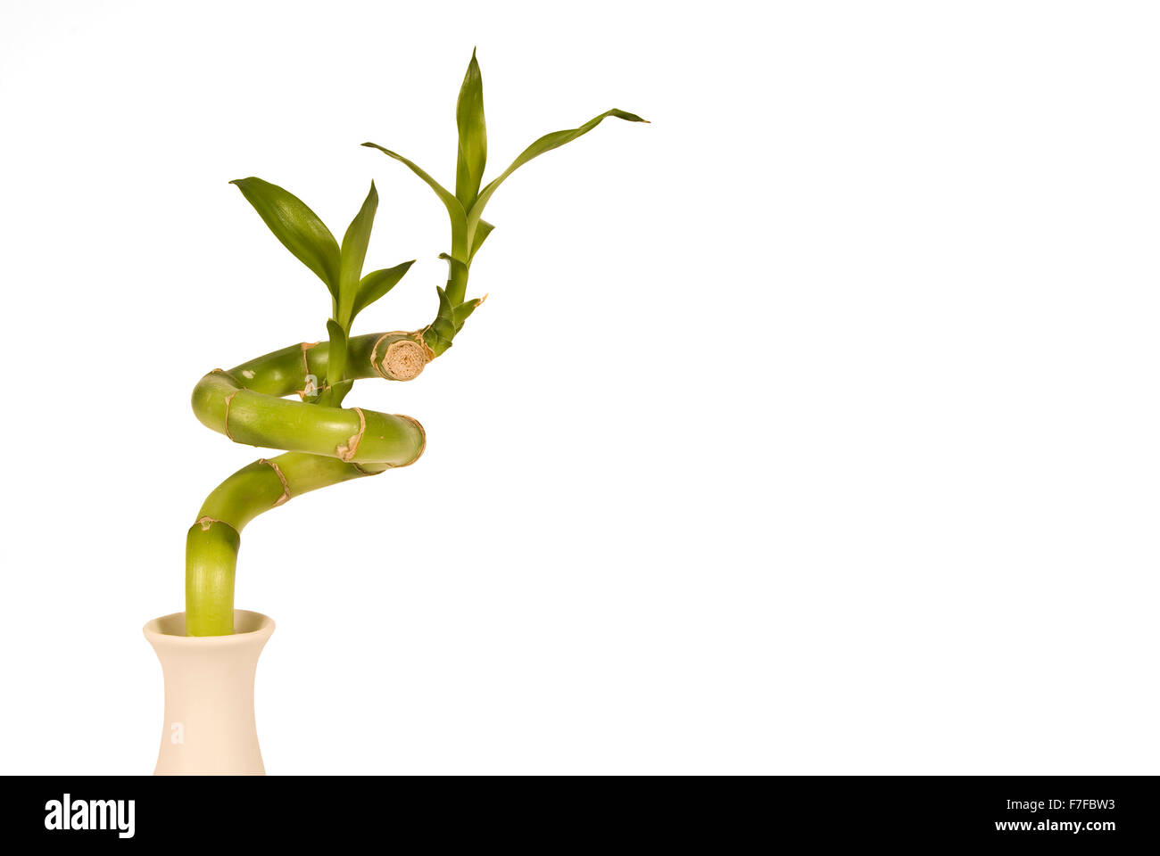 Bambou dans un Vase Banque D'Images