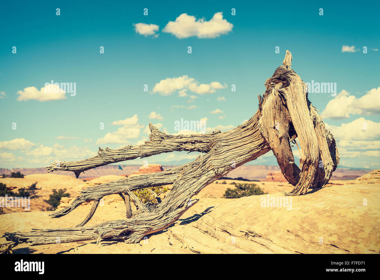 Arbre mort aux couleurs rétro, notion de changement climatique photo. Banque D'Images