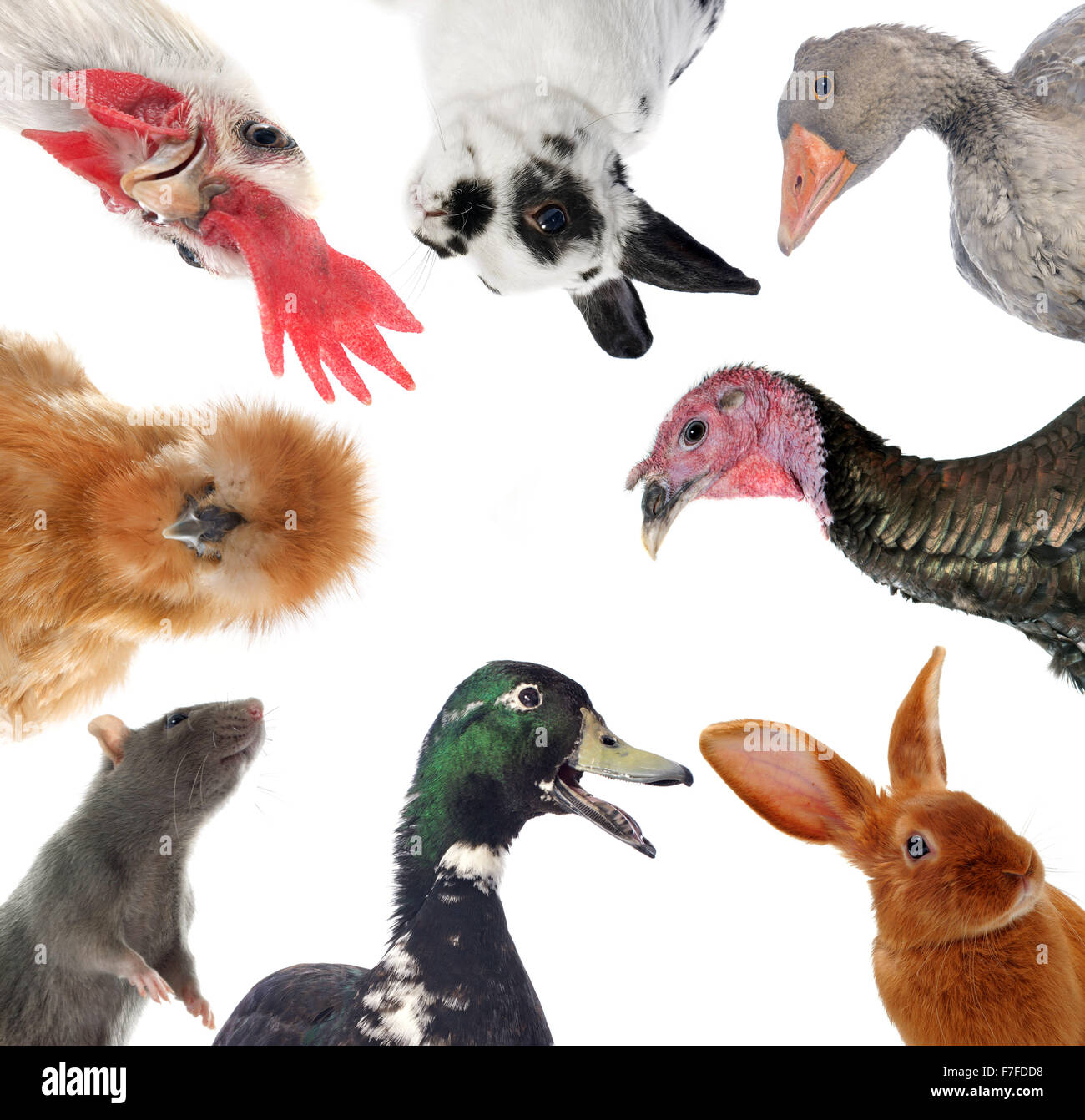 Groupe d'animaux de ferme in front of white background Banque D'Images