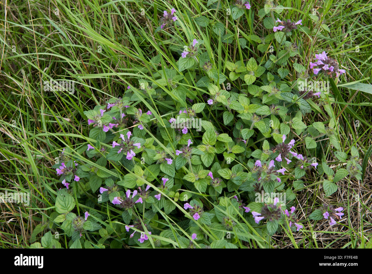 Un champ woundwort, Stachys arvensis, la floraison dans les prairies humides, Berkshire, Août, Banque D'Images