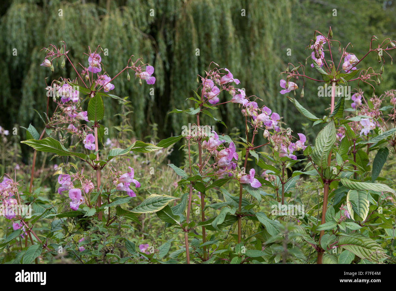Balsamine de l'Himalaya, Impatiens glandulifera, la floraison dans d'autres veghetation sur la rive de la Kennet and Avon Canal, Août Banque D'Images