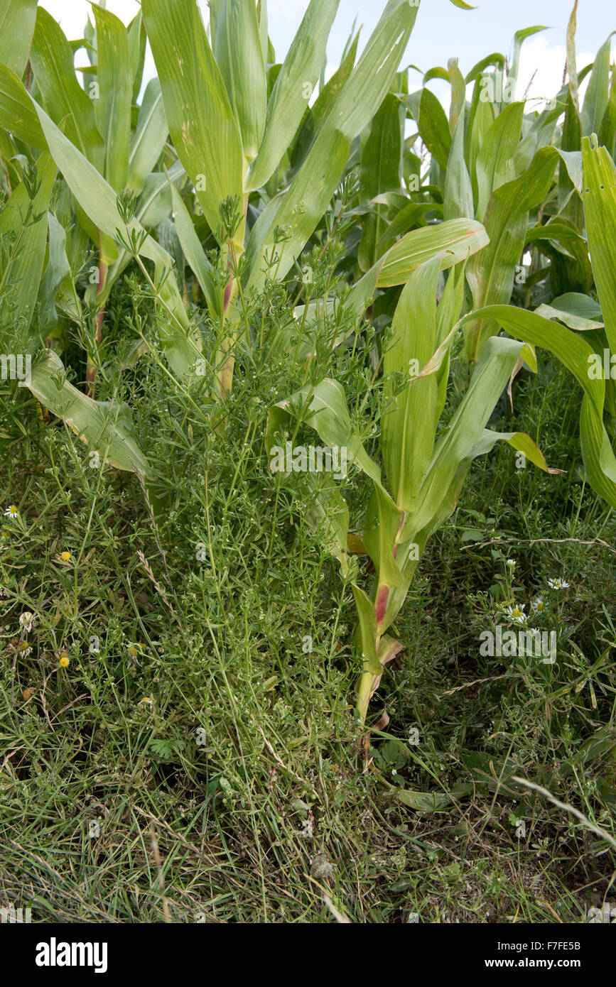 Gaillet, Galium aparine, plantule et floraison dans une récolte de maïs à maturation, Berkshire, Septembre Banque D'Images