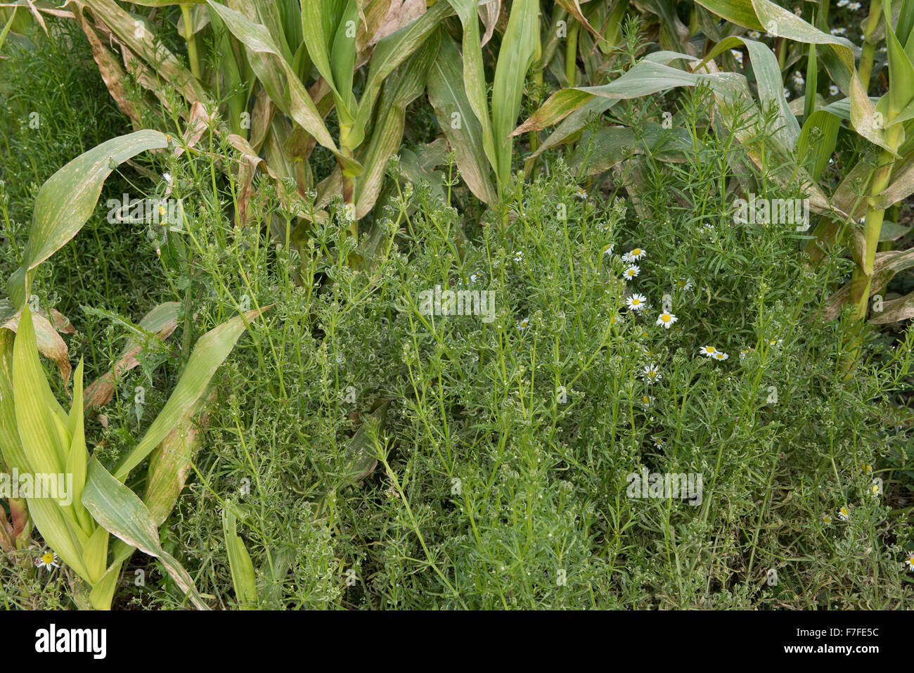 Gaillet, Galium aparine, plantule et floraison dans une récolte de maïs à maturation, Berkshire, Septembre Banque D'Images