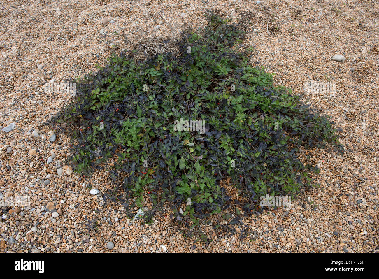 La morelle douce-amère, Woody ou Solanum dulcamara, usine de fructification dans les galets de plage de Chesil, Dorset Banque D'Images
