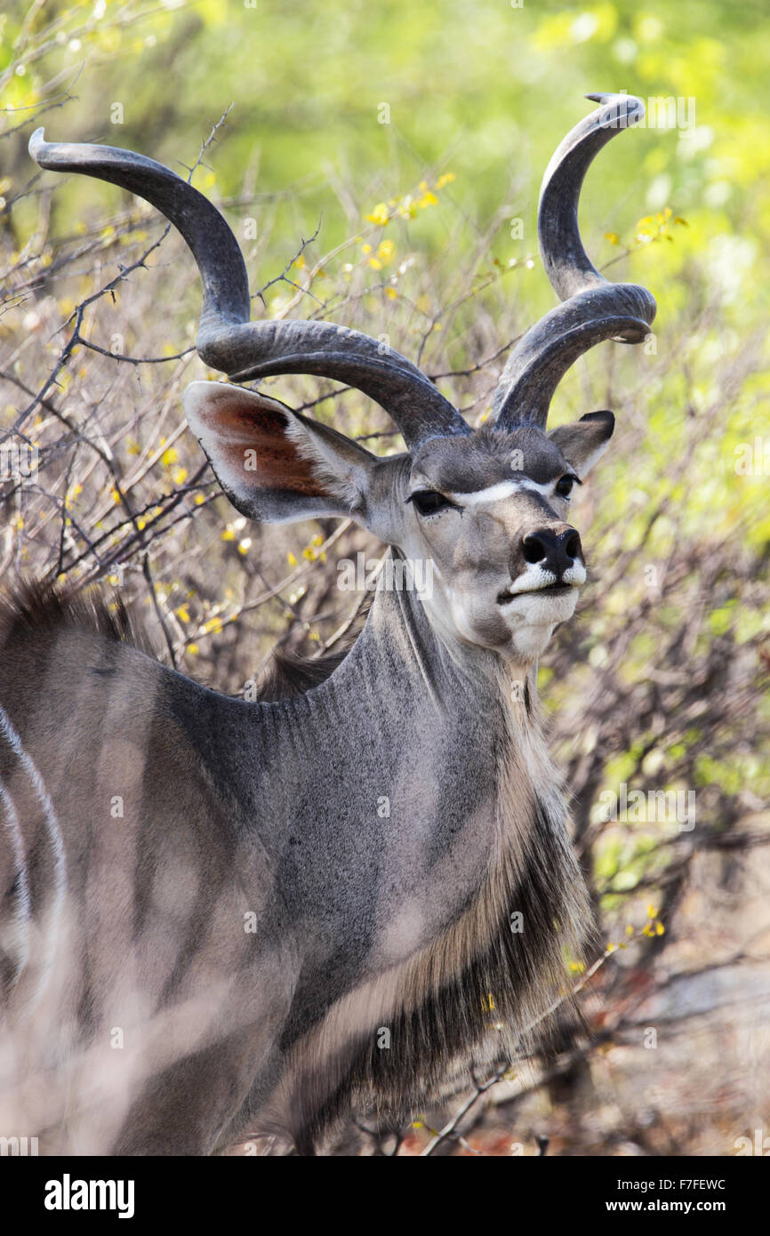Un beau mâle adulte koudou. L'une des plus grandes antilopes trouvés en Afrique. Banque D'Images