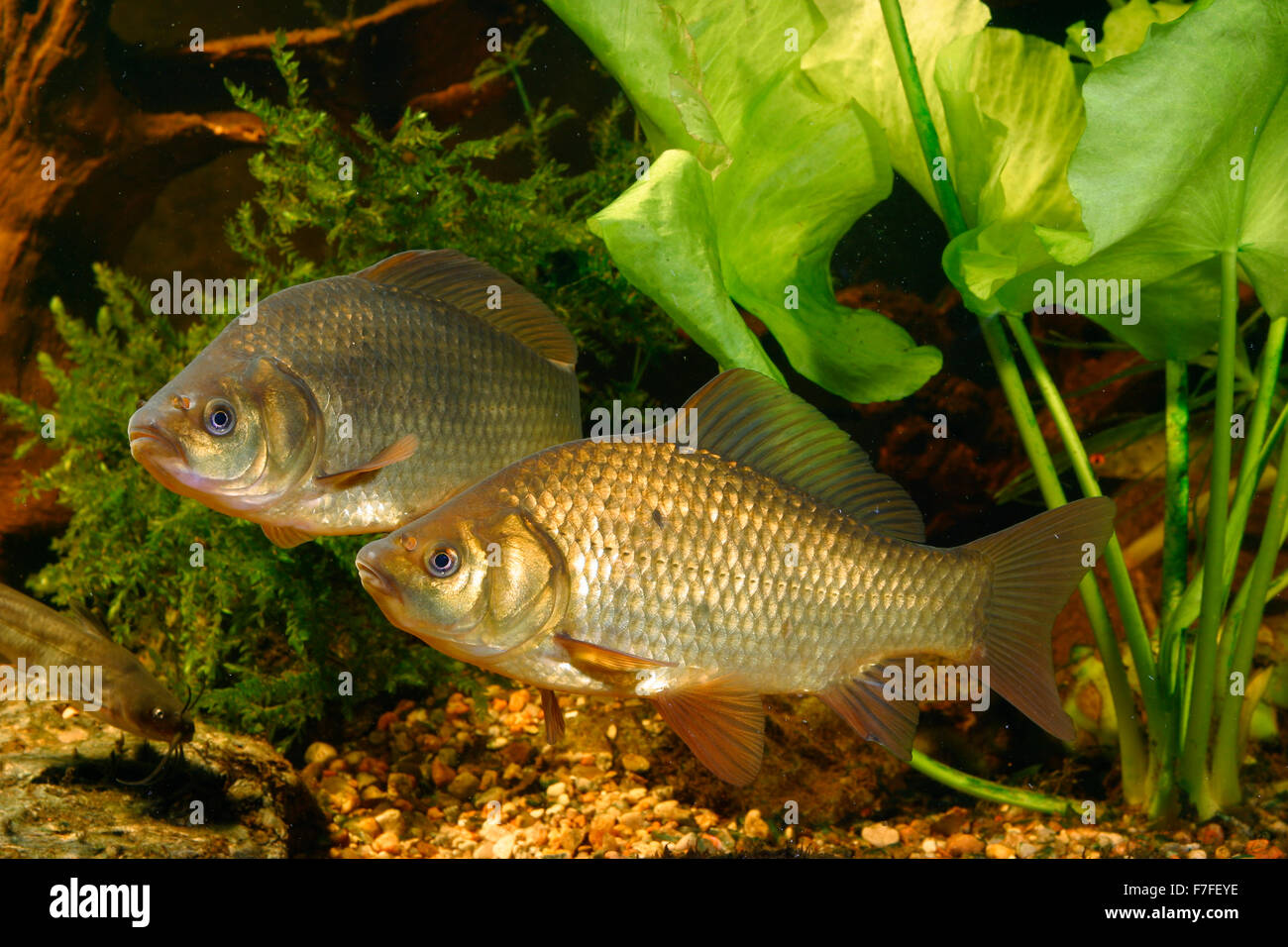 Le carassin, Moorkarpfen Moor-Karpfen Karausche, Carassius carassius,,, le carassin commun, cyprin, Carache, gardon carpé Banque D'Images