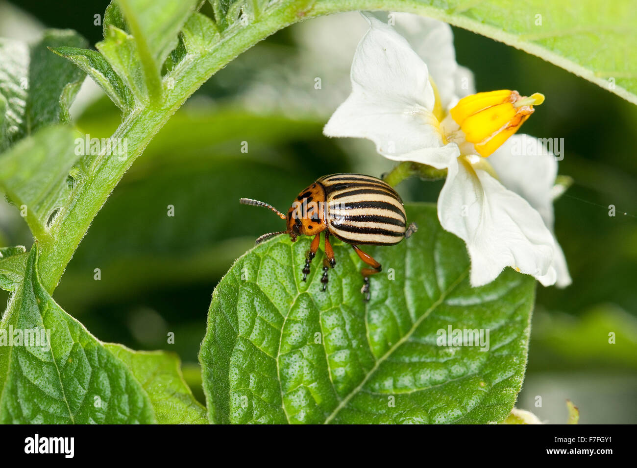 Le doryphore Banque de photographies et d’images à haute résolution - Alamy