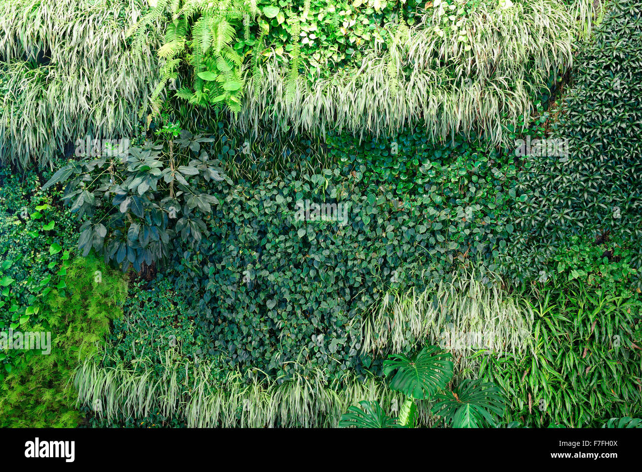 Un mur vivant contexte montrant la croissance luxuriante de plantes couvrant tout un mur Banque D'Images