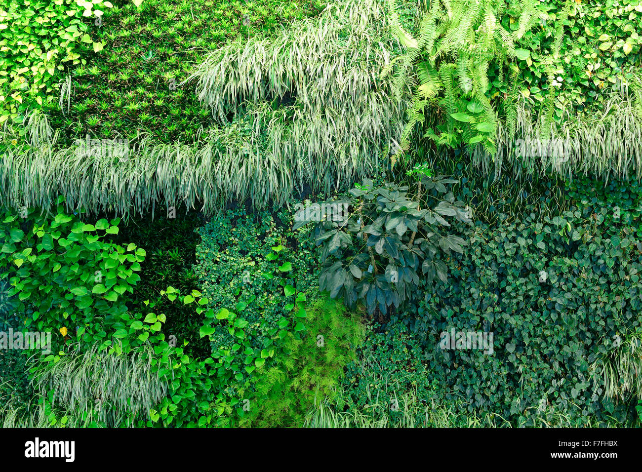 Un mur vivant contexte montrant la croissance luxuriante de plantes couvrant tout un mur Banque D'Images