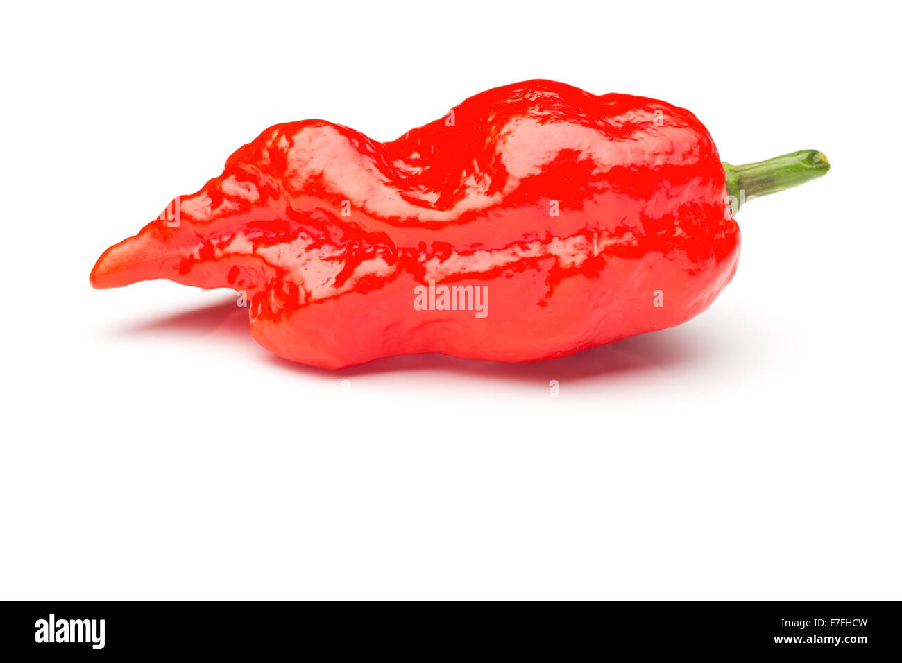 Un seul ultra hot chili pepper ghost rouge sur blanc. Banque D'Images