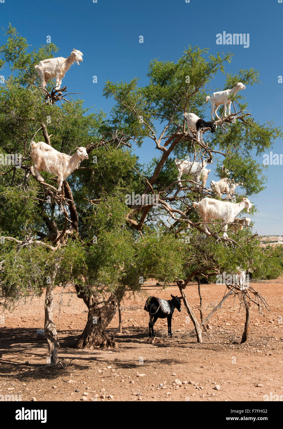 Les chèvres dans un arbre sur la route de Marrakech à Essaouira au Maroc. Banque D'Images