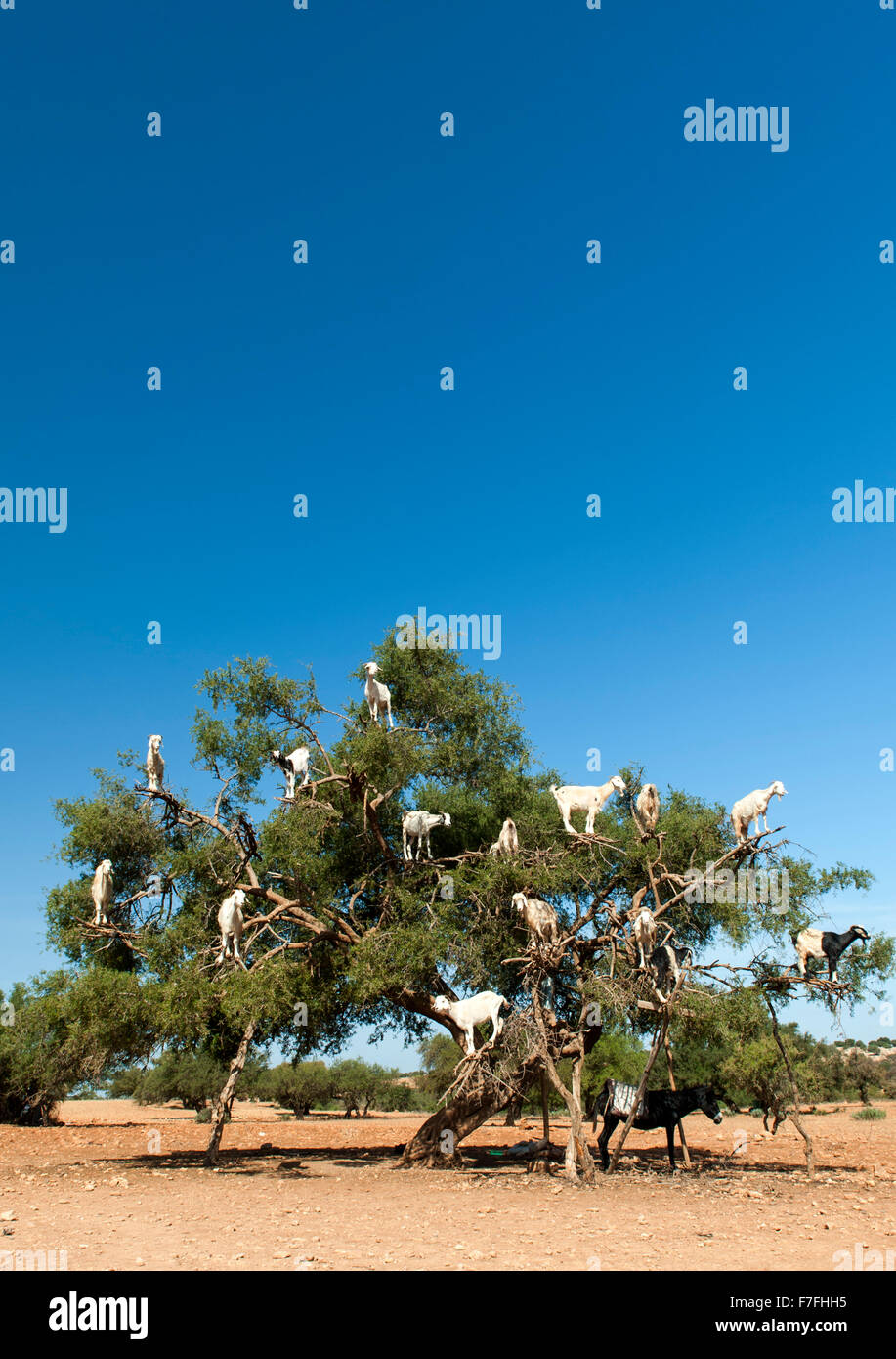 Les chèvres dans un arbre sur la route de Marrakech à Essaouira au Maroc. Banque D'Images