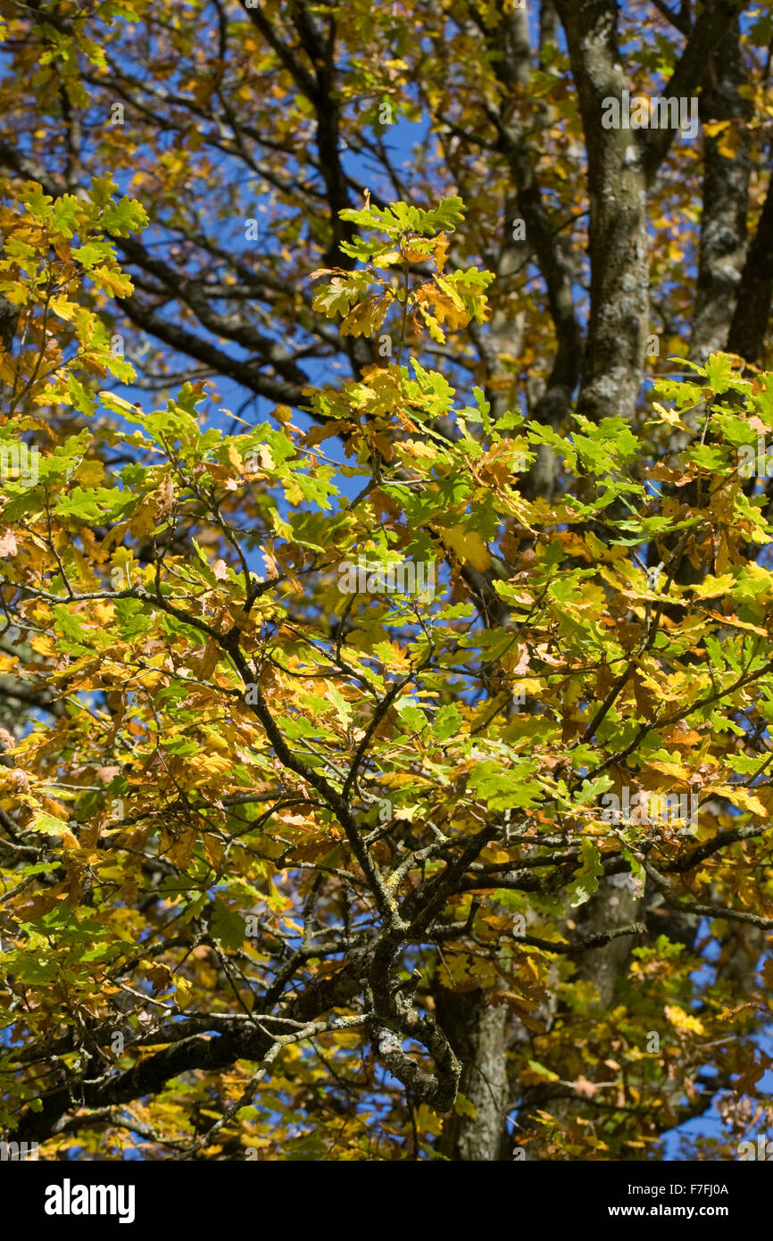 Quercus robur. Arbre de chêne anglais en automne. Banque D'Images