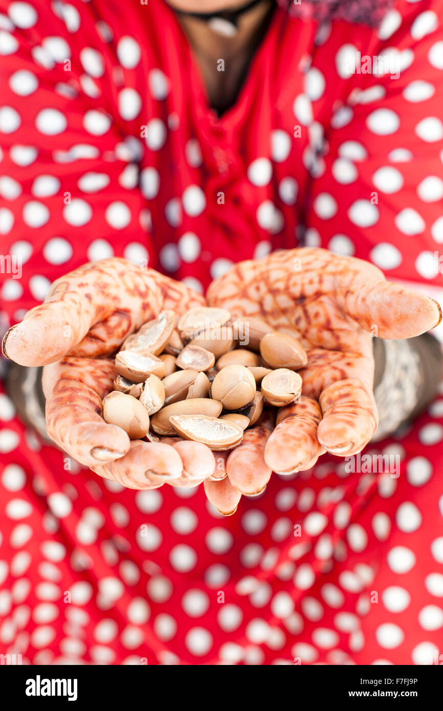 Woman's hands holding noix d'argan au Maroc. Banque D'Images
