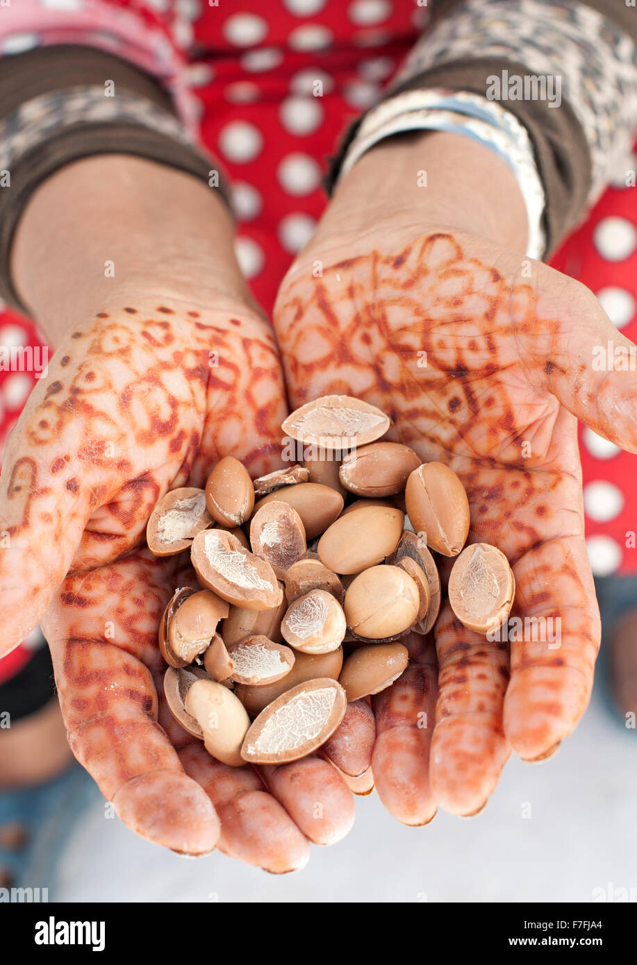 Woman's hands holding noix d'argan au Maroc. Banque D'Images
