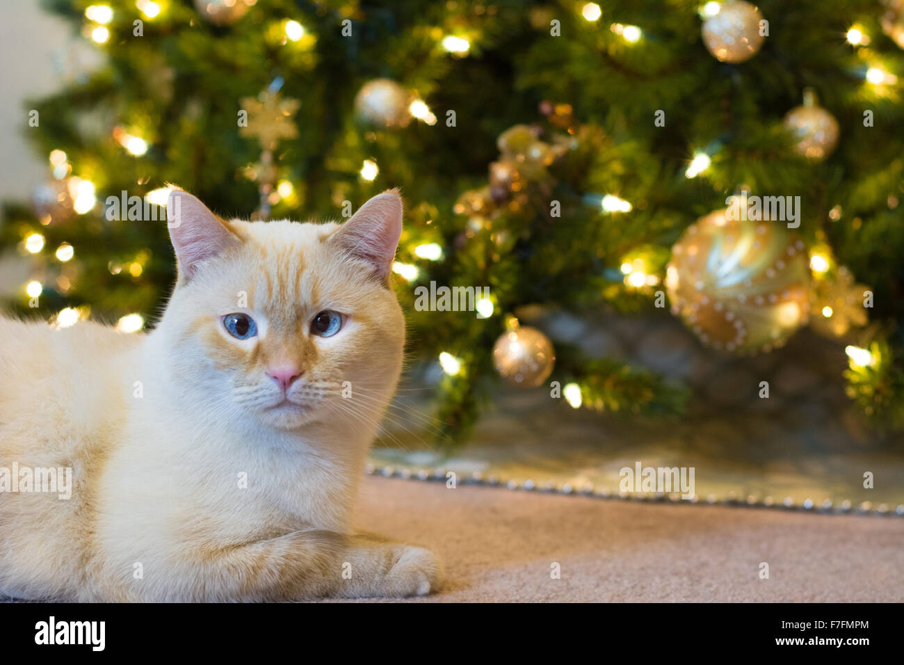 Un chat siamois blanc flamepoint se trouve en face d'un arbre de Noël décoré. Banque D'Images