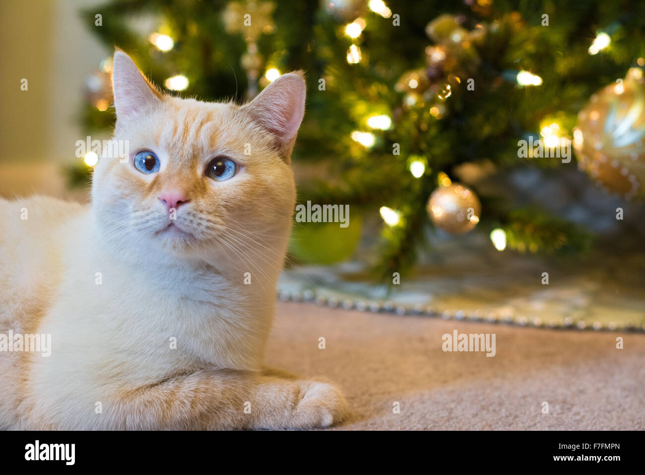 Un chat siamois blanc flamepoint se trouve en face d'un arbre de Noël décoré. Banque D'Images