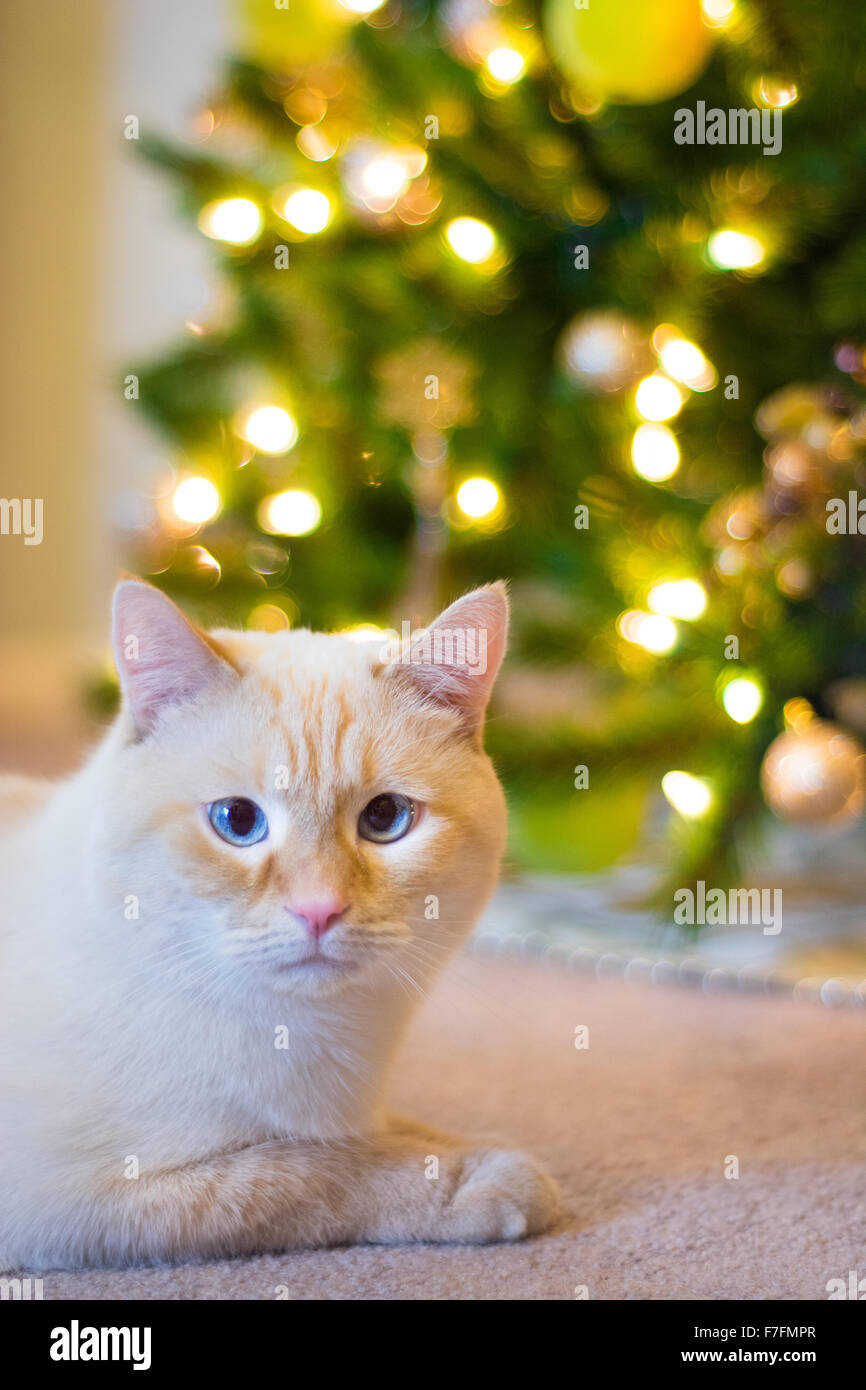 Un chat siamois blanc flamepoint se trouve en face d'un arbre de Noël décoré. Banque D'Images