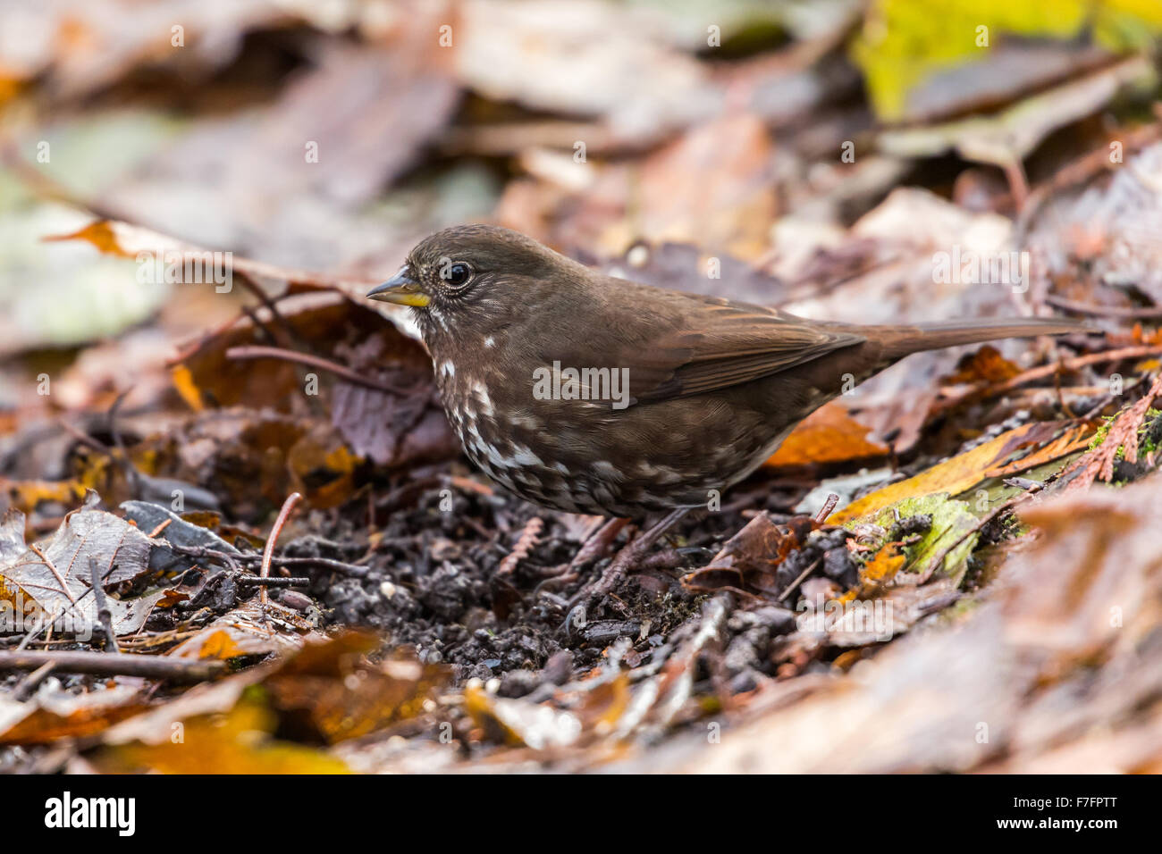 Fox Sparrow, Lost Lagoon vancouver Banque D'Images