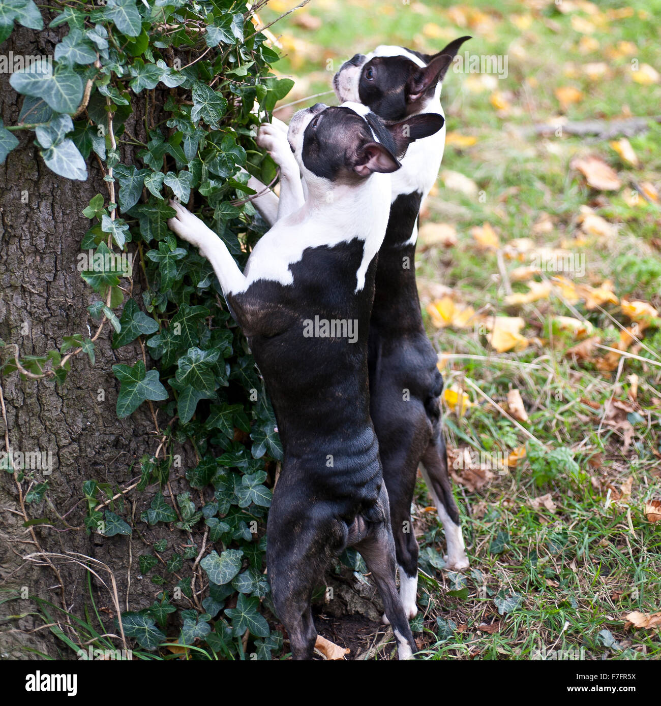 Boston terrier, chien bicolore en parc avec arbres et herbe Banque D'Images