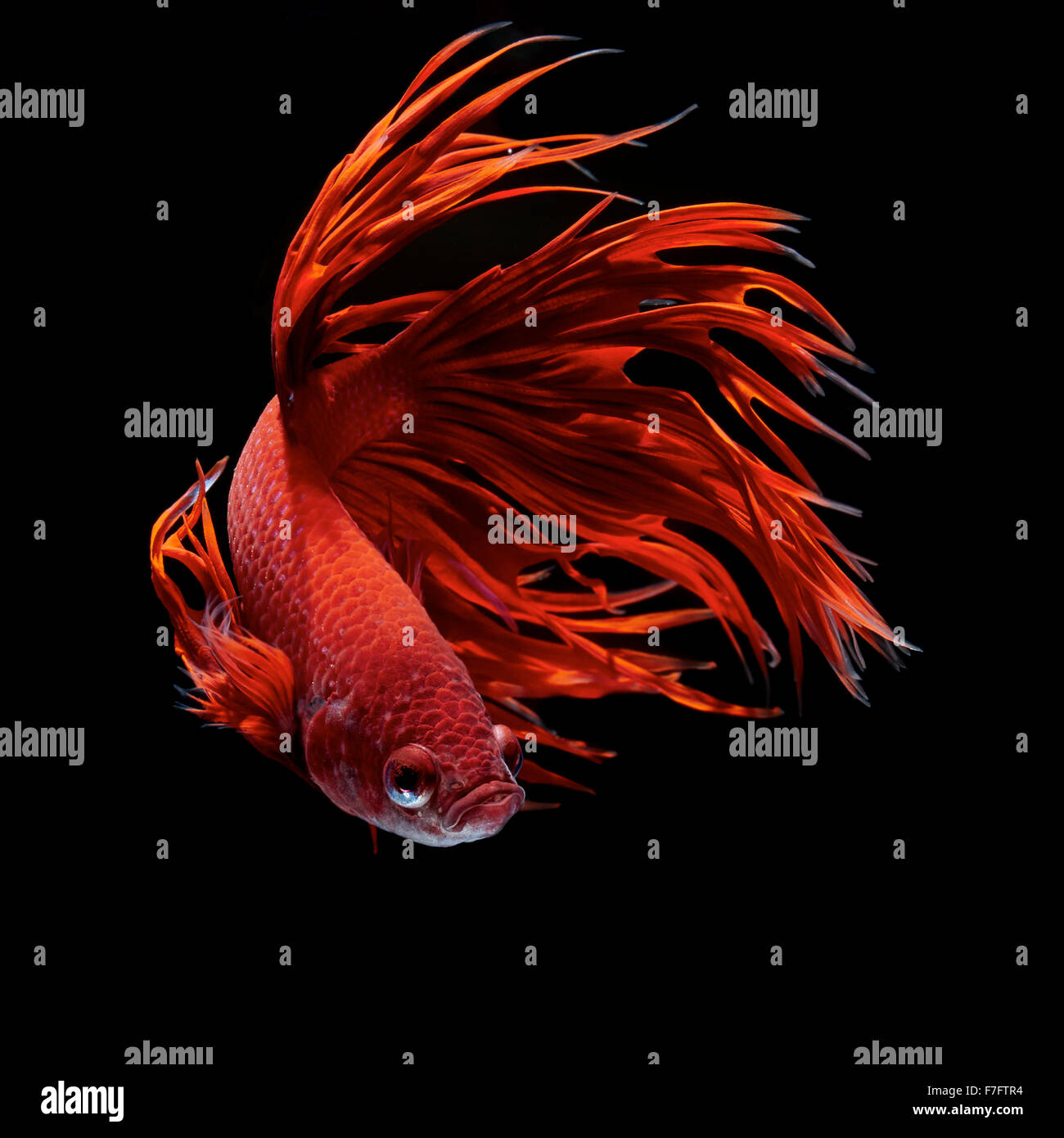 Betta poisson, poisson de combat siamois, Betta Splendens Banque D'Images