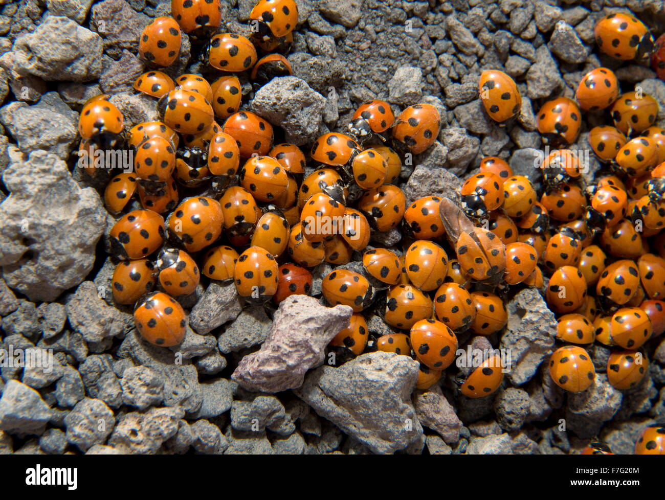 7-spot ladybird, Coccinella septempunctata, en grappe dense au cours de la migration de masse. Lanzarote. Banque D'Images