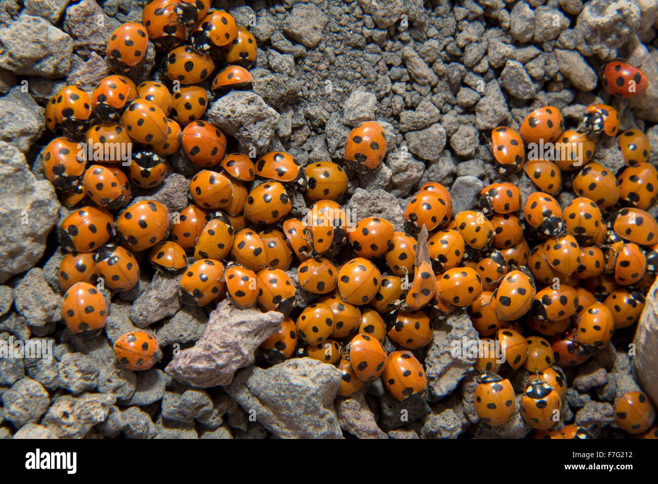 7-spot ladybird, Coccinella septempunctata, en grappe dense au cours de la migration de masse. Lanzarote. Banque D'Images