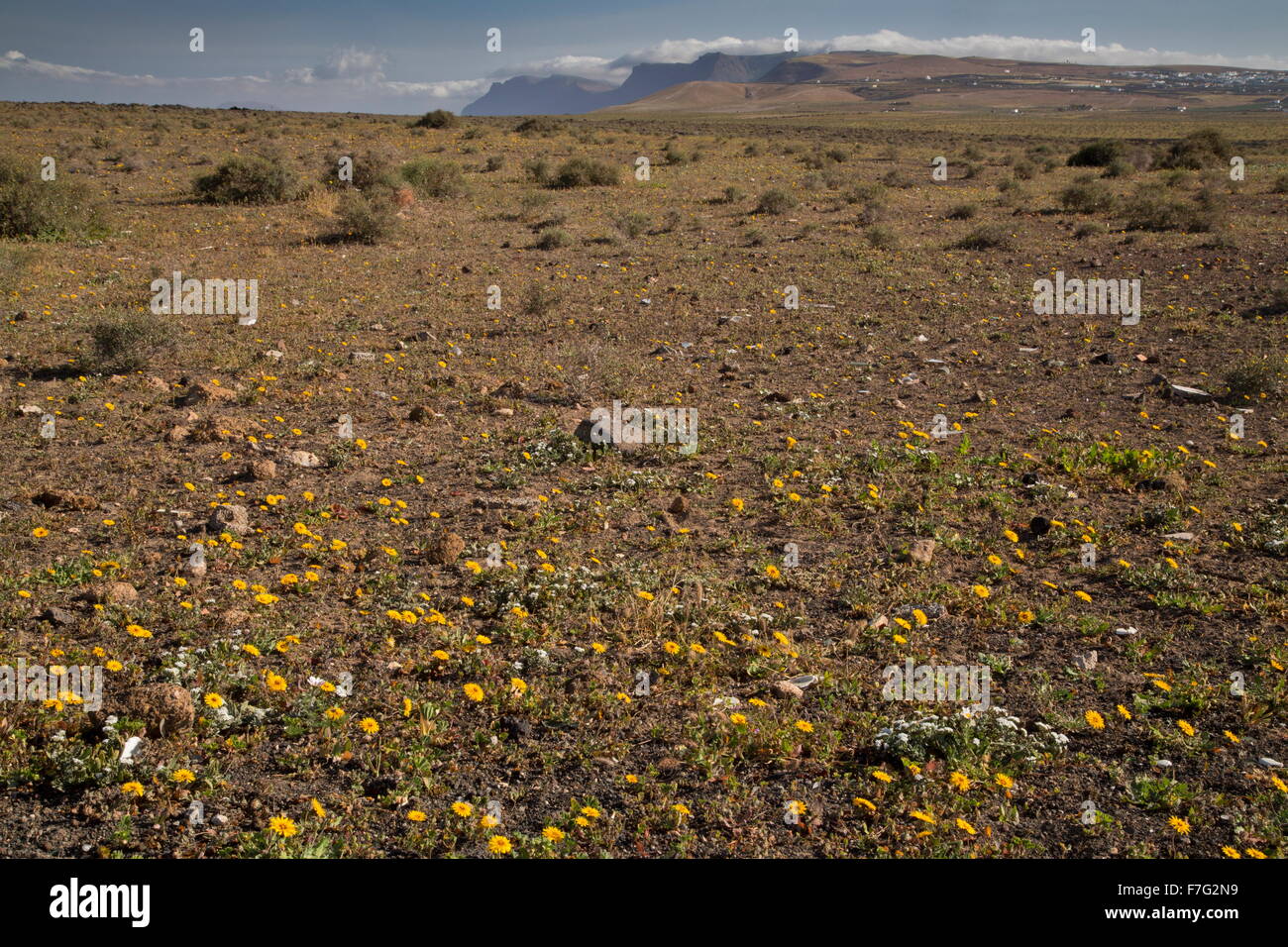 La plaine centrale El Jable dans Lanzarote, foyer d'une importante population d'outarde Houbara, avec des falaises de Famara au-delà. Banque D'Images