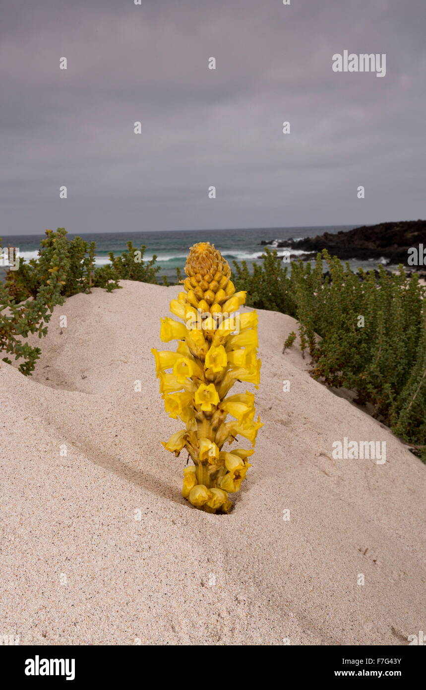 Cistanche jaune, un membre de la famille à l'orobanche, Cistanche phelypaea, sur les dunes de sable. Parasite de Chénopodiacées. L Banque D'Images