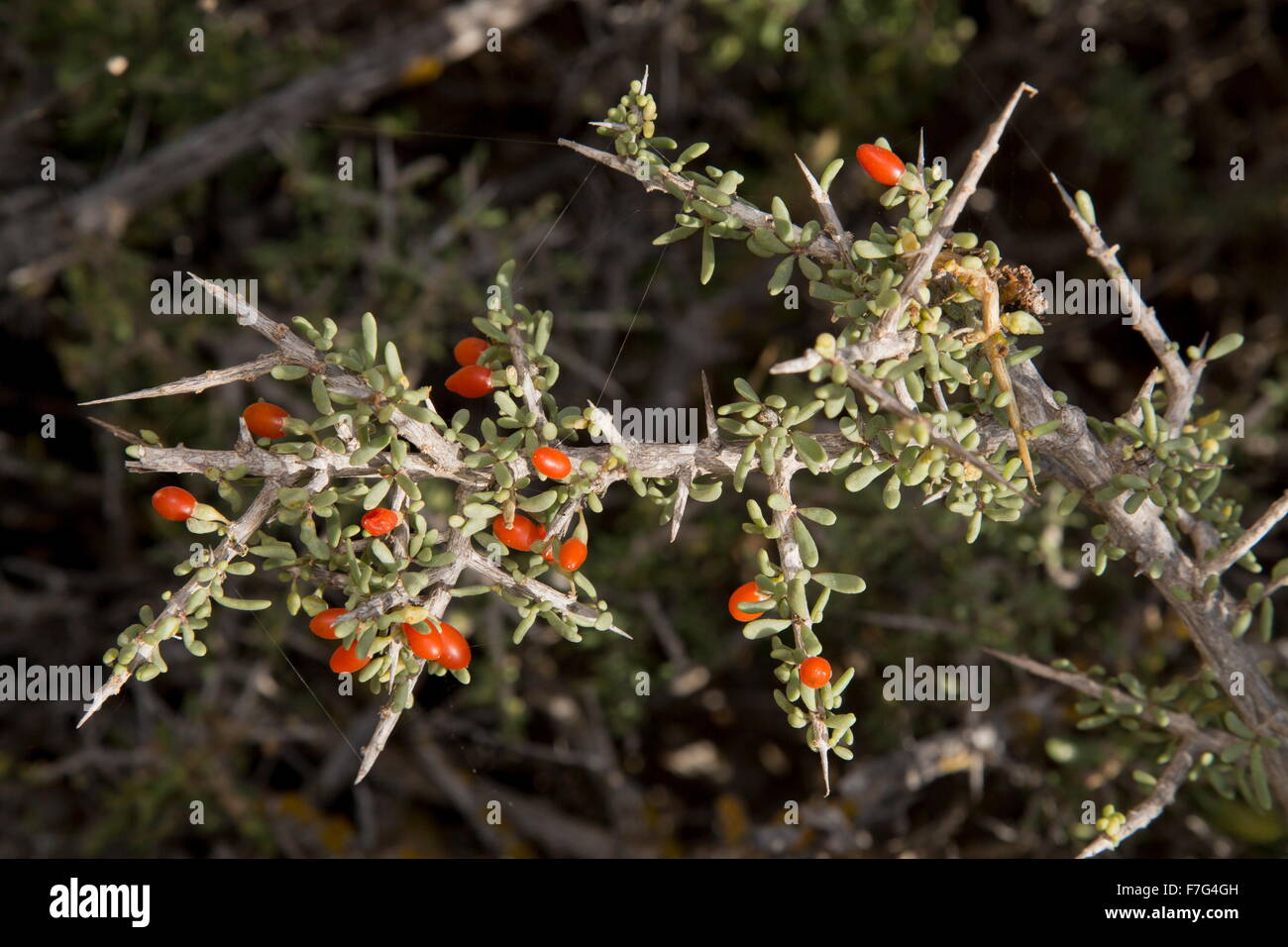 Teaplant sud, le Lycium intricatum aux fruits rouges, à Fuerteventura. Banque D'Images