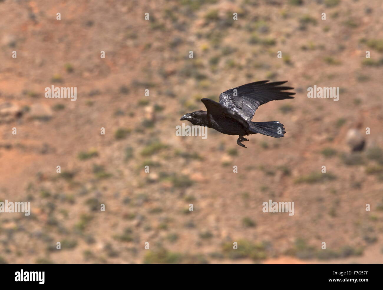 Canaries et l'Afrique du Nord sous-espèces de grand corbeau, Corvus corax tingitanus, en vol ; Fuerteventura Banque D'Images