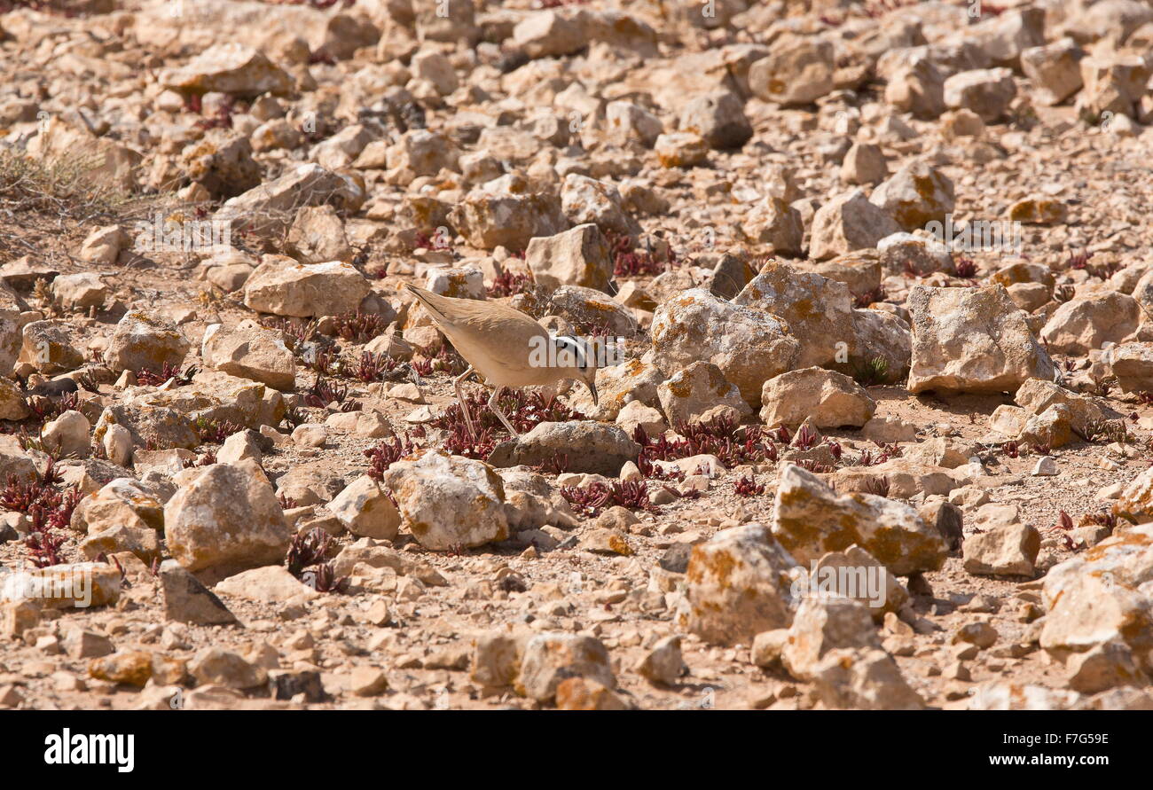De couleur crème, courser Cursorius cursor, dans sur le sol pierreux, à l'ouest des plaines Tindaya Fuerteventura. Banque D'Images