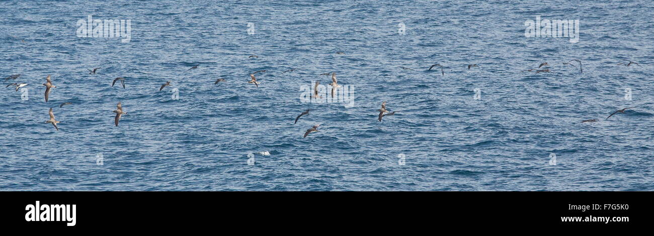 Puffin cendré, Calonectris borealis, troupeau en vol, entre Lanzarote et Fuerteventura. Banque D'Images