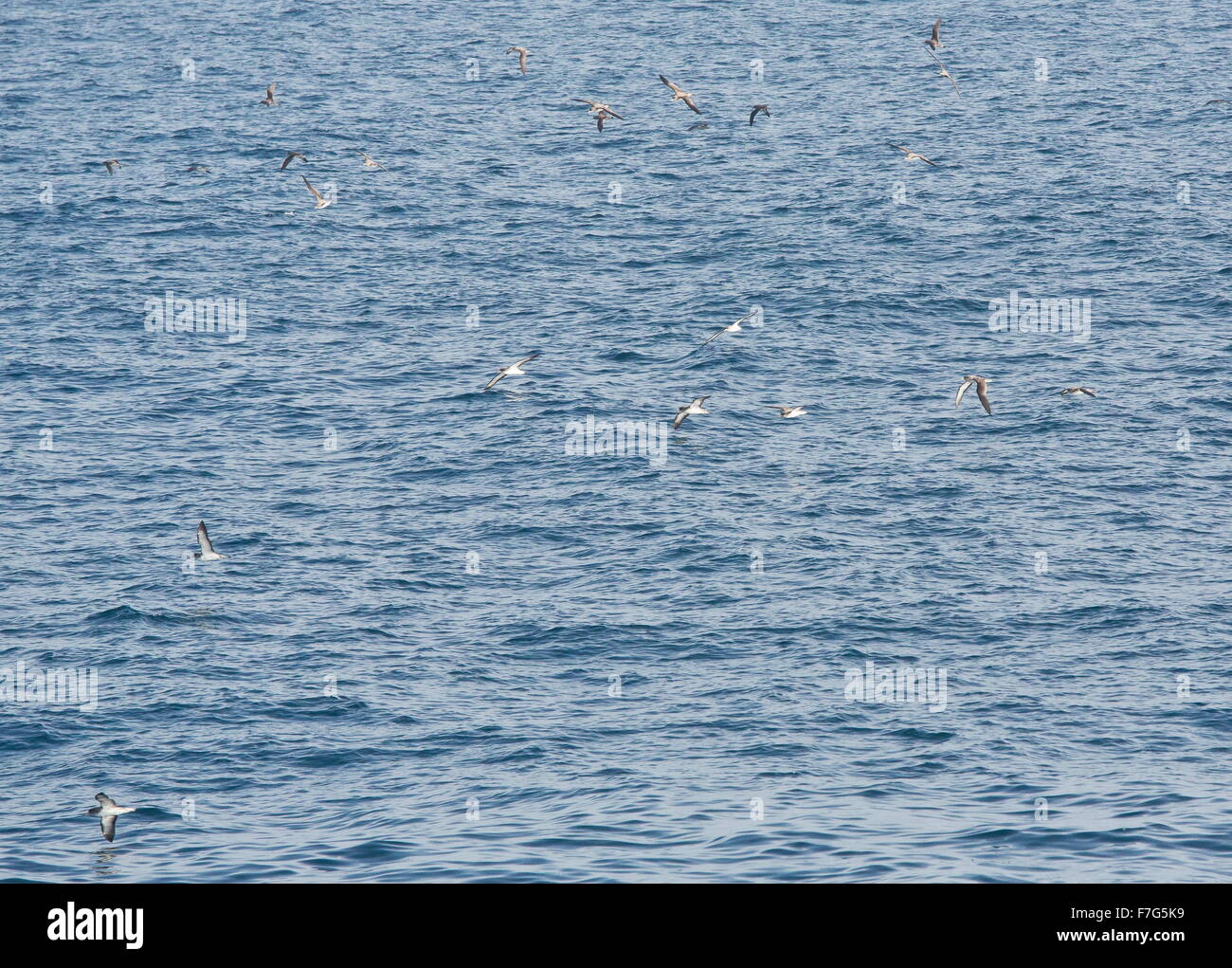 Puffin cendré, Calonectris borealis, troupeau en vol, entre Lanzarote et Fuerteventura. Banque D'Images