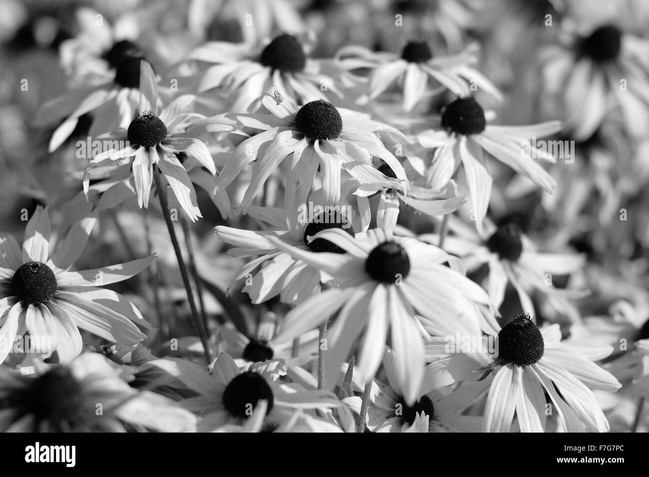 Image en noir et blanc de rudbeckia fleurs Banque D'Images