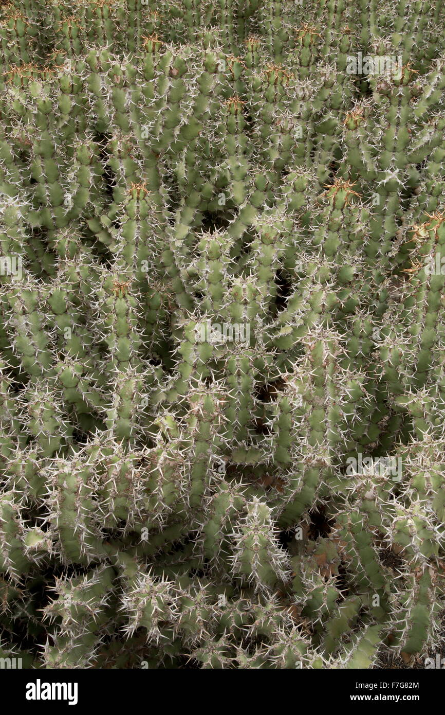 Gifboom, ou poison tree, Euphorbia virosa ssp virosa, Afrique du Sud. Banque D'Images