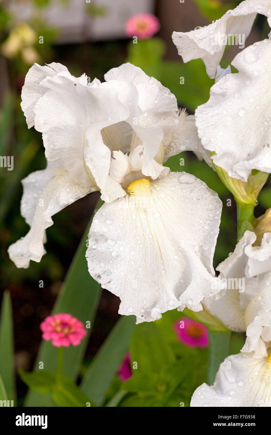 Close-up of a white Iris variété immortalité blossom humide avec la pluie. Banque D'Images