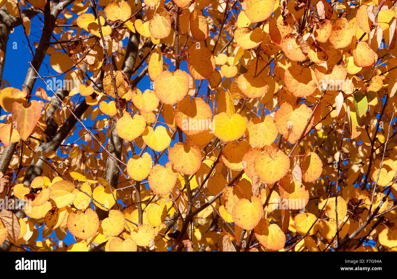 Arbre généalogique, Katsura Cercidiphyllum, un arbre d'ornement japonaise de la famille Cercidiphyllaceae. Banque D'Images