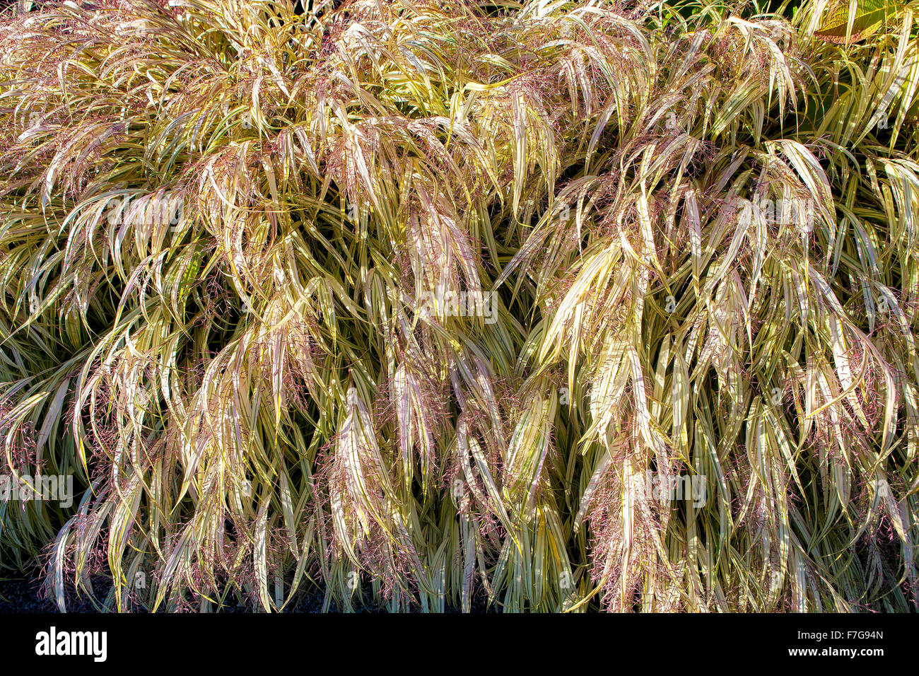 L'herbe d'argent japonais, le Miscanthus sinensis 'Variegatus' Eulalia, aussi appelée Herbe de jeune fille. Banque D'Images