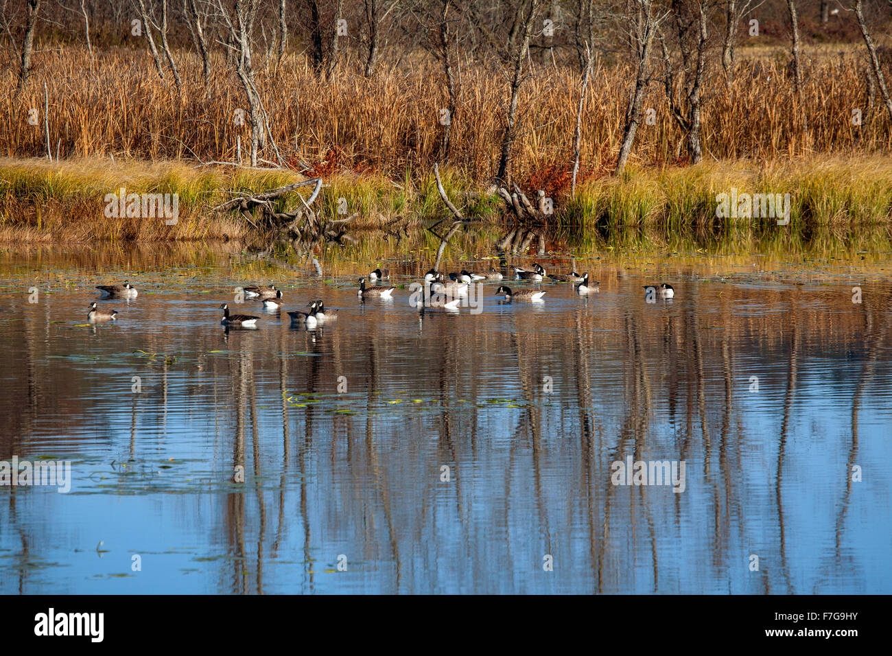 Un petit troupeau de la migration de la Bernache du Canada, Branta canadensis, pause pendant leur migration annuelle à un petit étang. Banque D'Images